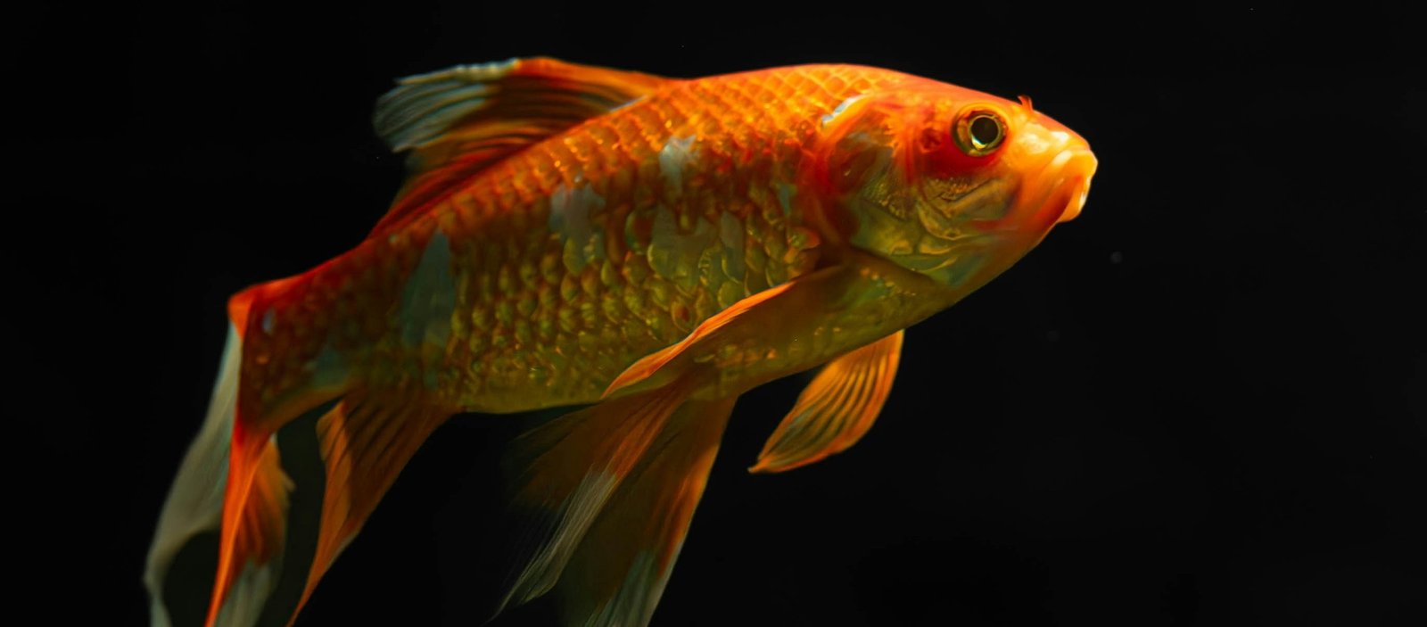 Poisson